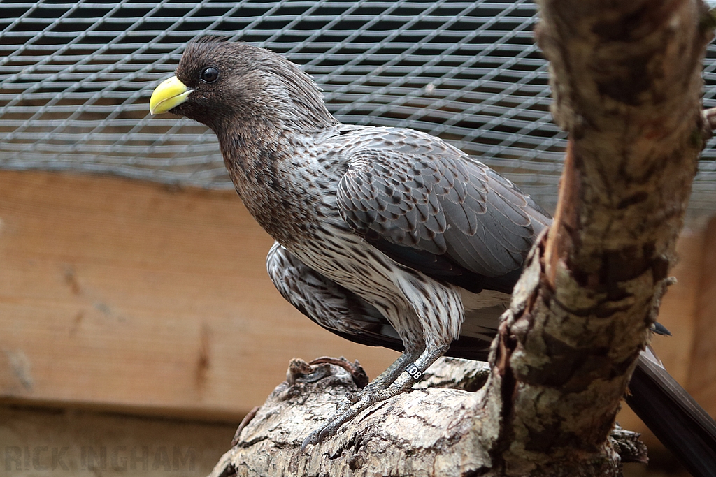 Western Grey Plantain Eater