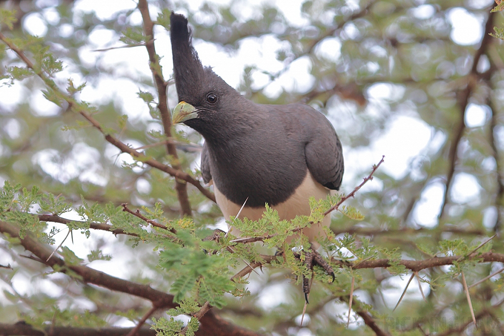 White Bellied Go Away Bird