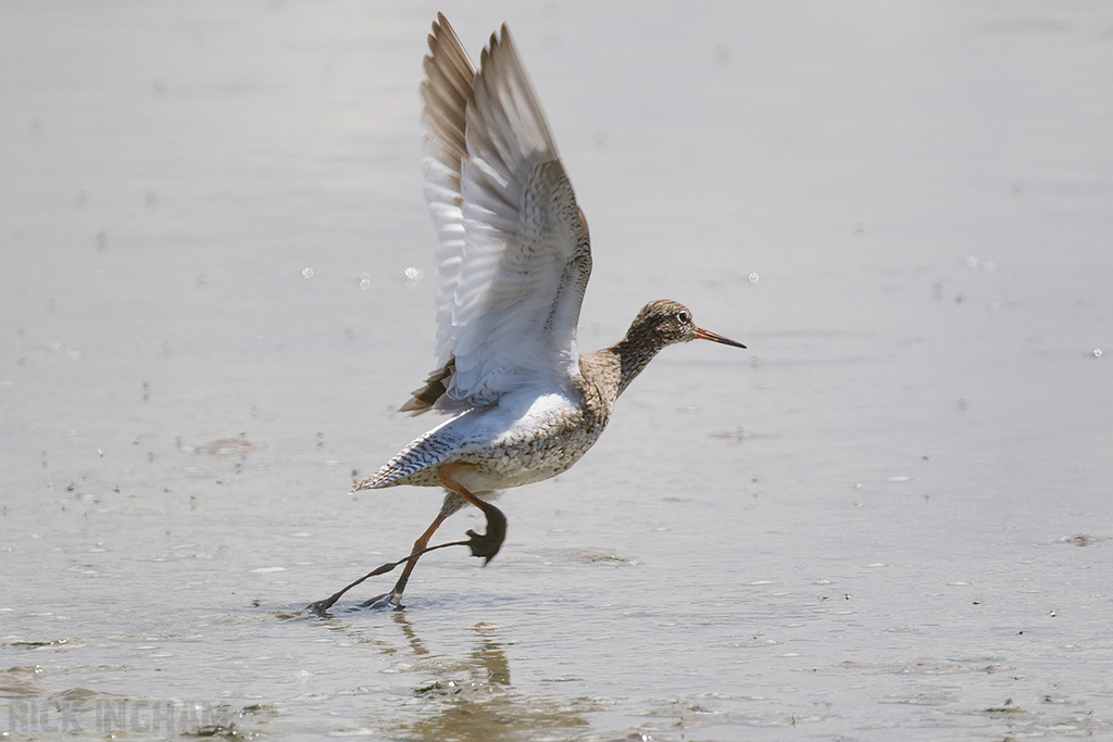 Common Redshank