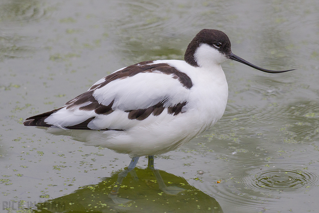 Pied Avocet
