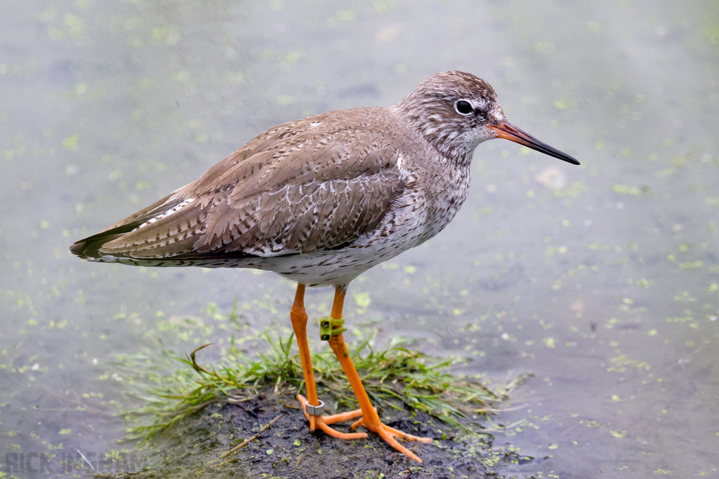Common Redshank