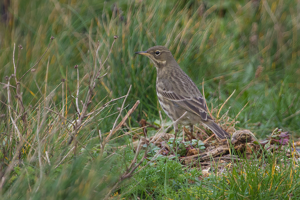 Water Pipit