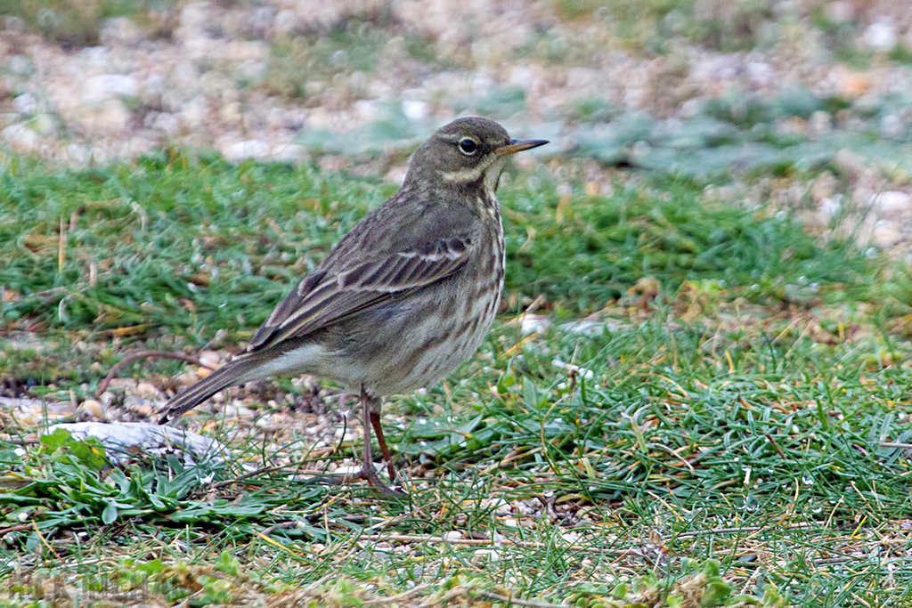 Water Pipit