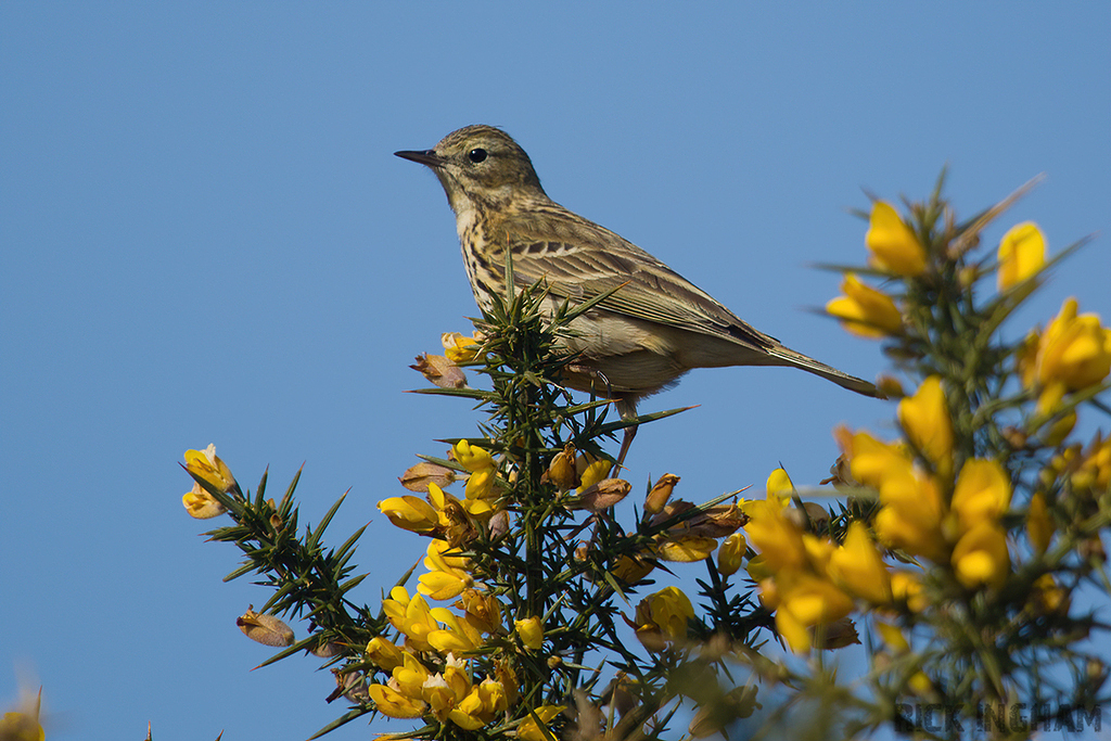 Meadow Pipit