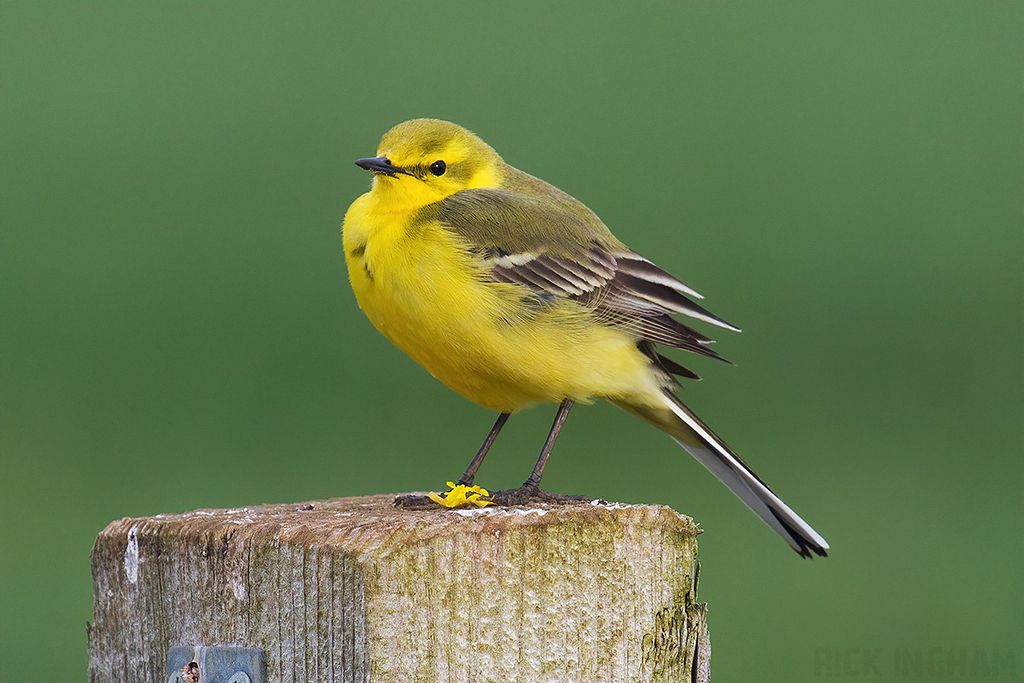 Yellow Wagtail