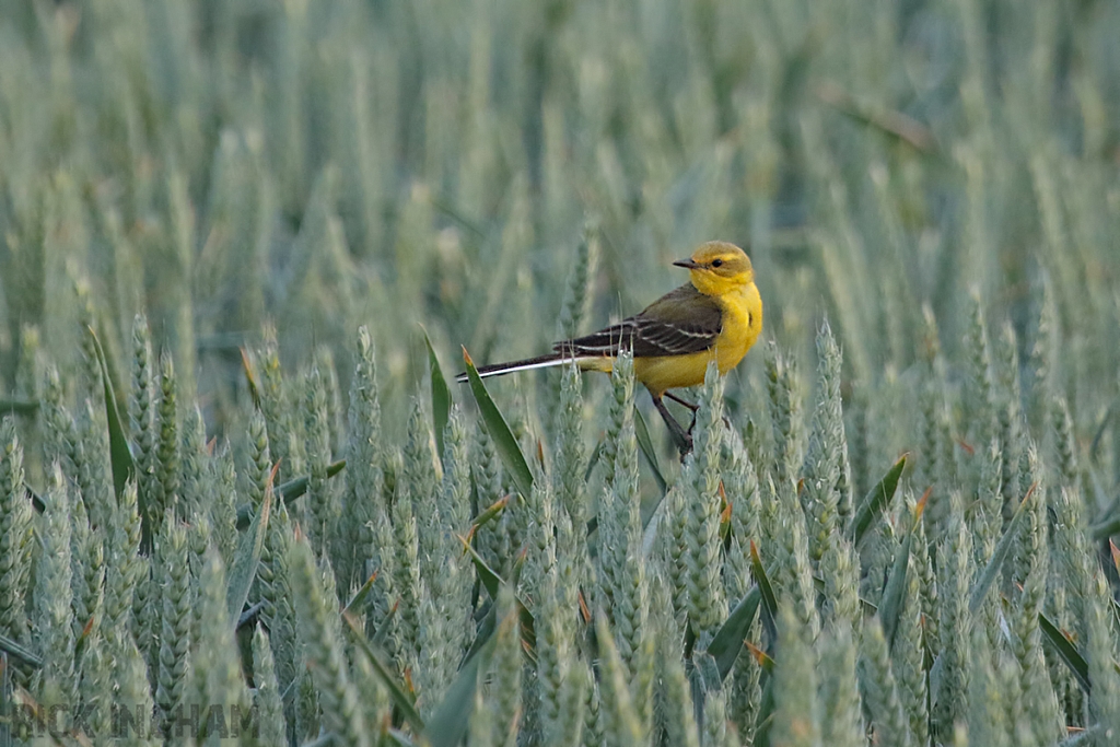 Yellow Wagtail | Male