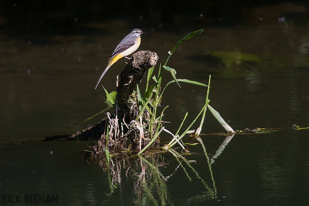 Grey Wagtail