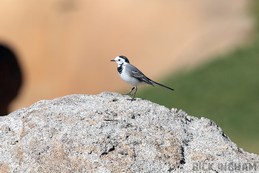 Pied Wagtail