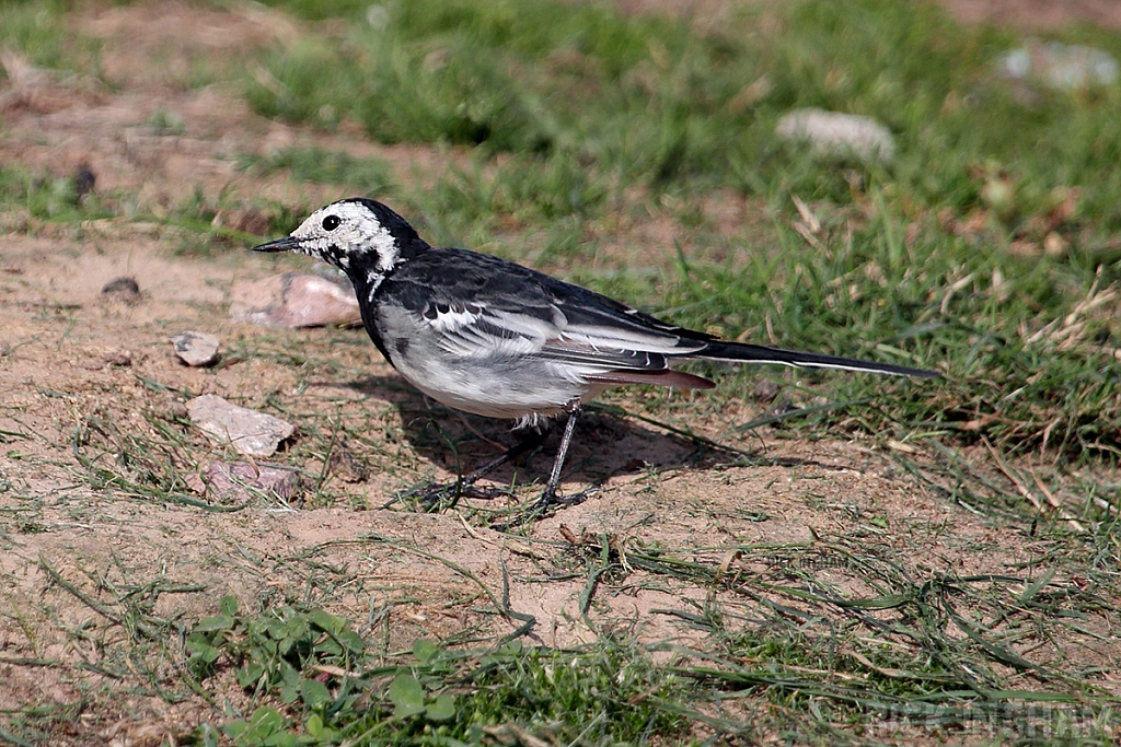 Pied Wagtail