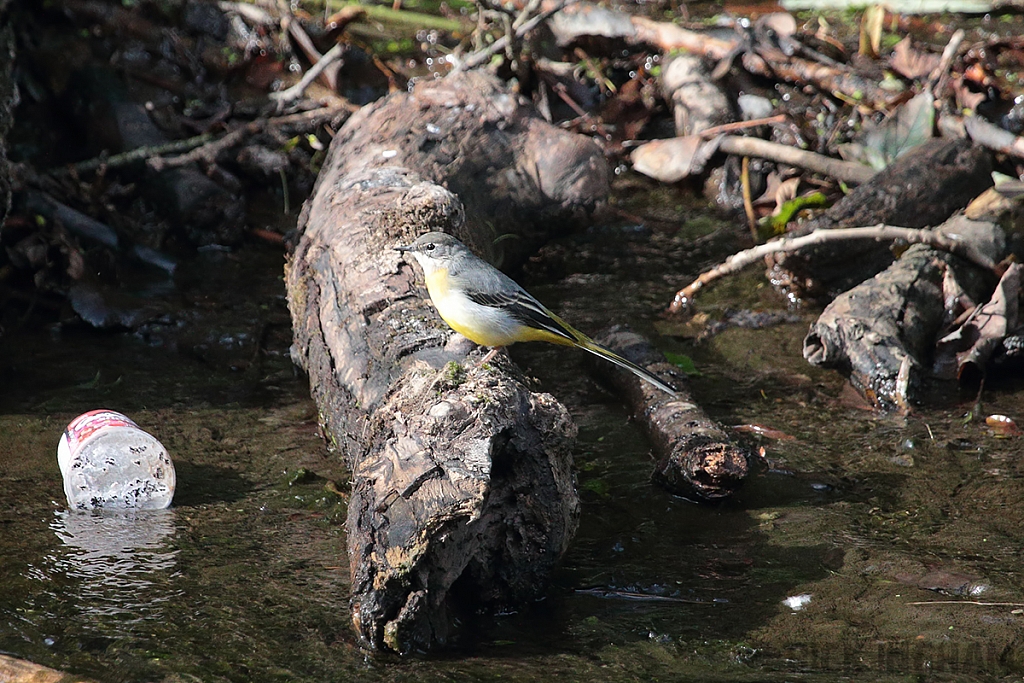 Grey Wagtail