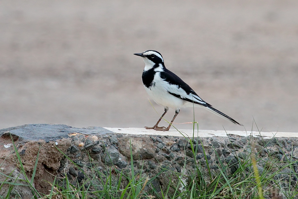 African Pied Wagtail