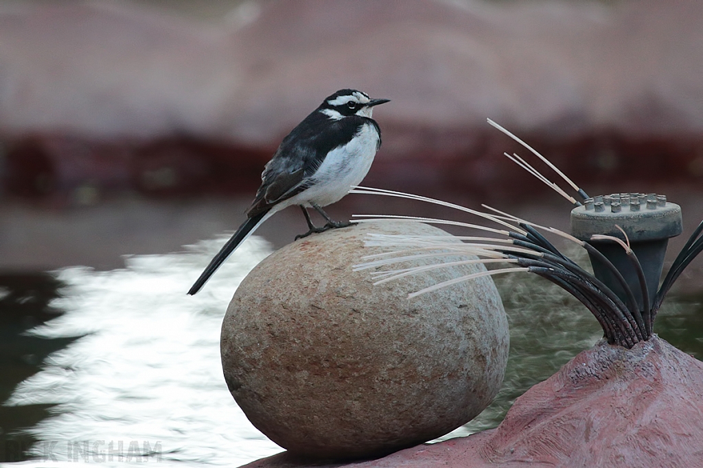 African Pied Wagtail