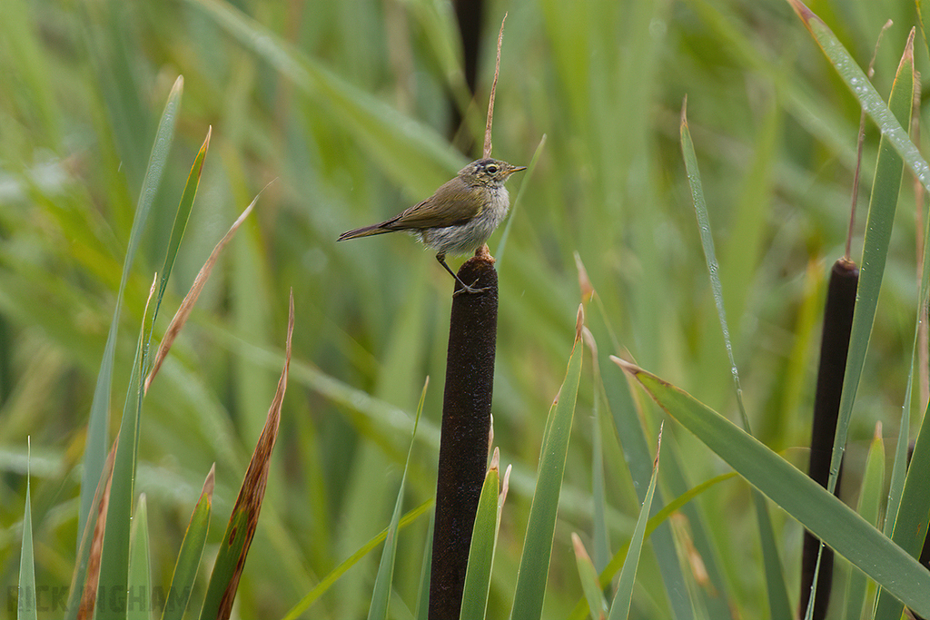 Chiffchaff | Juvenile