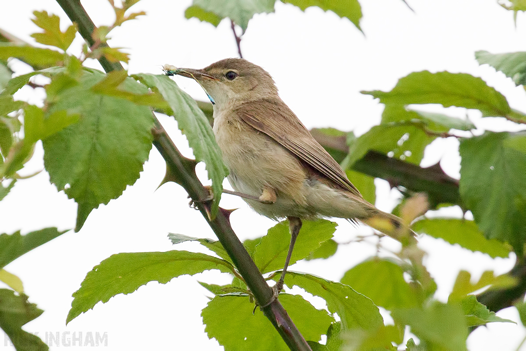 Reed Warbler
