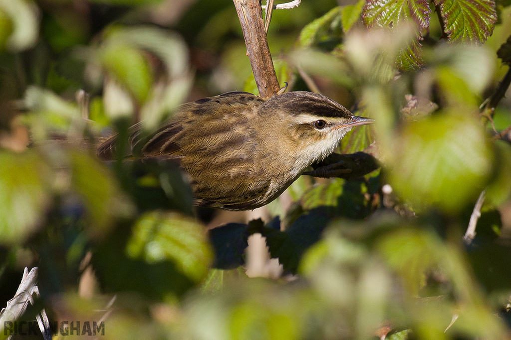 Sedge Warbler