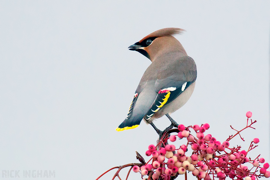 Bohemian Waxwing | Male