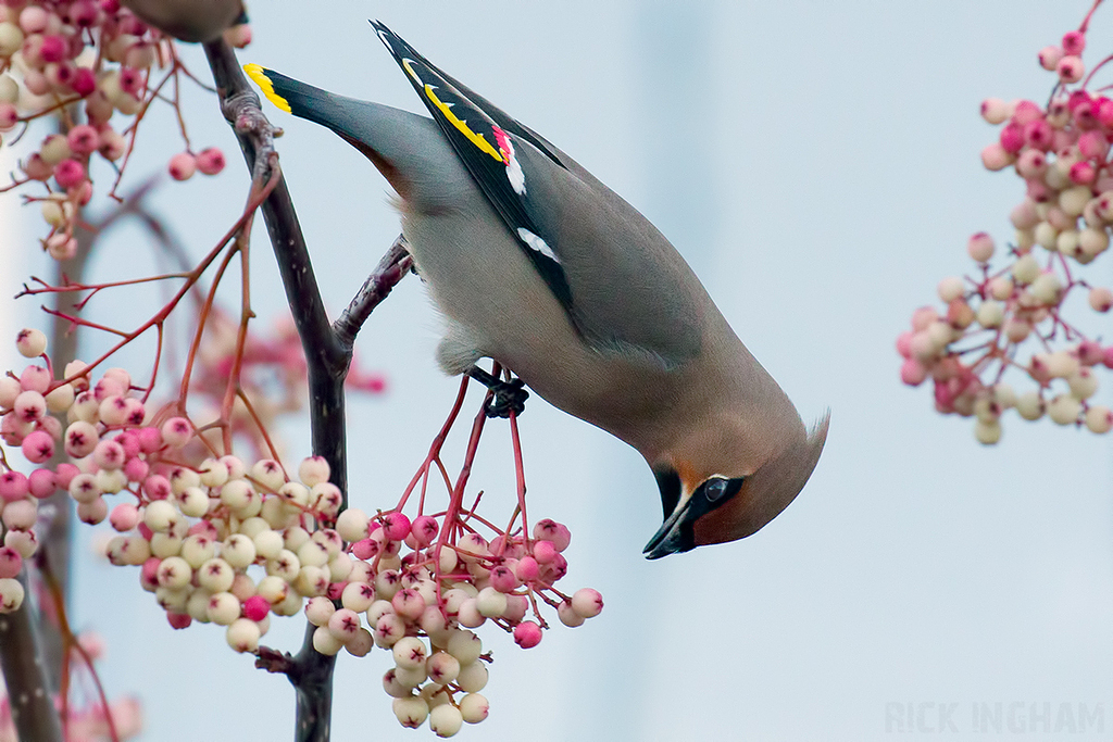 Bohemian Waxwing | Male