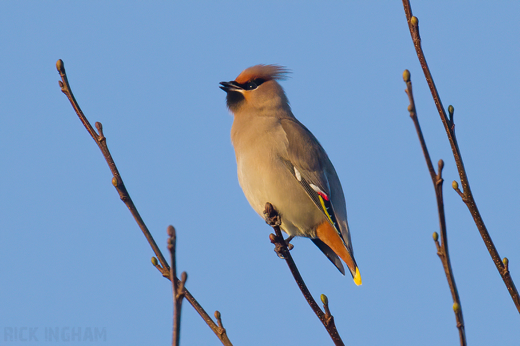 Bohemian Waxwing | Male