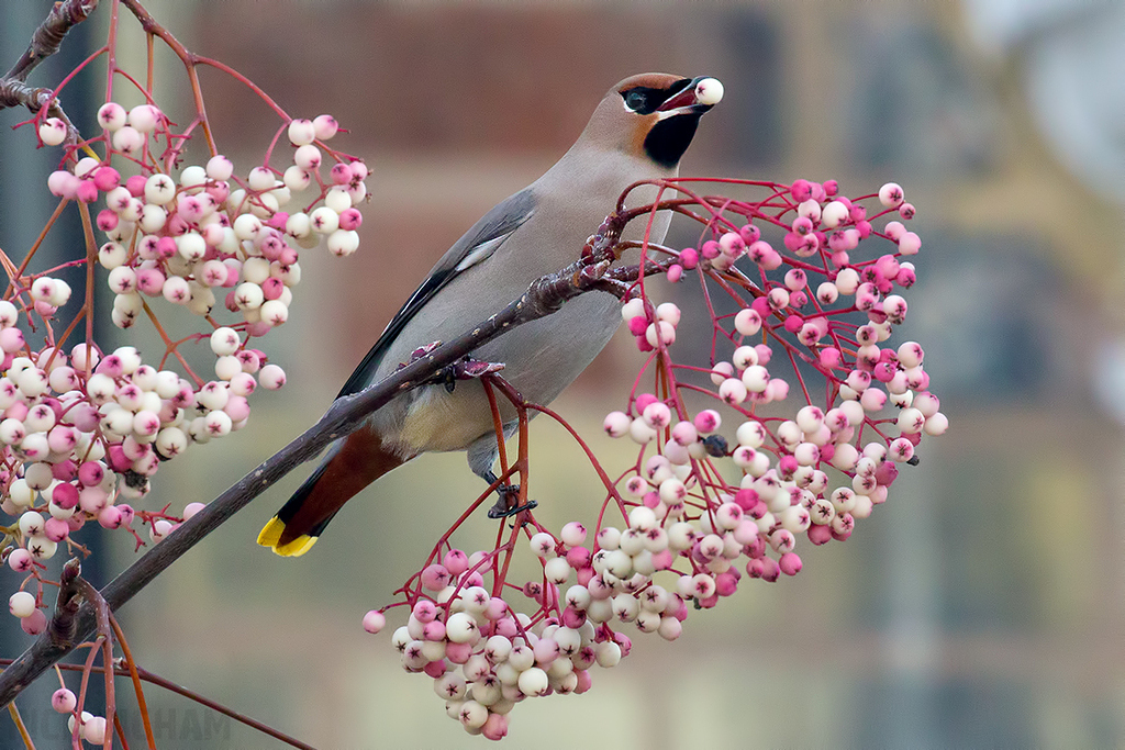Bohemian Waxwing | Male