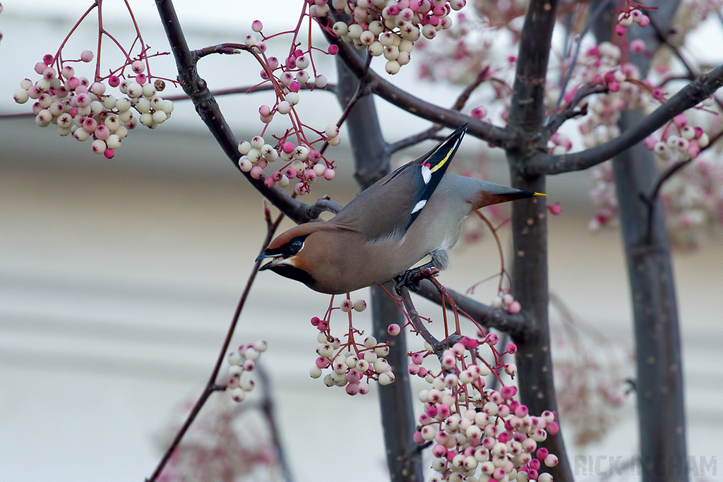 Bohemian Waxwing | Male