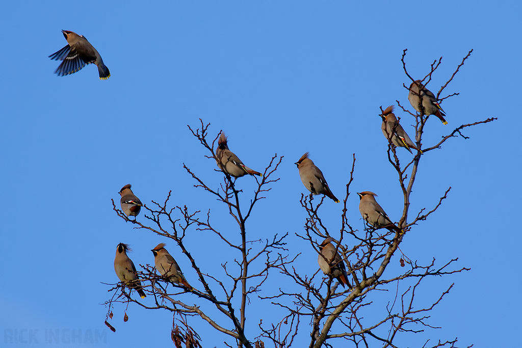 Bohemian Waxwing
