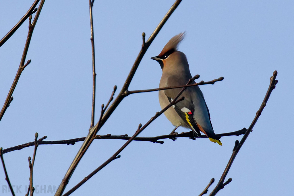 Bohemian Waxwing | Male