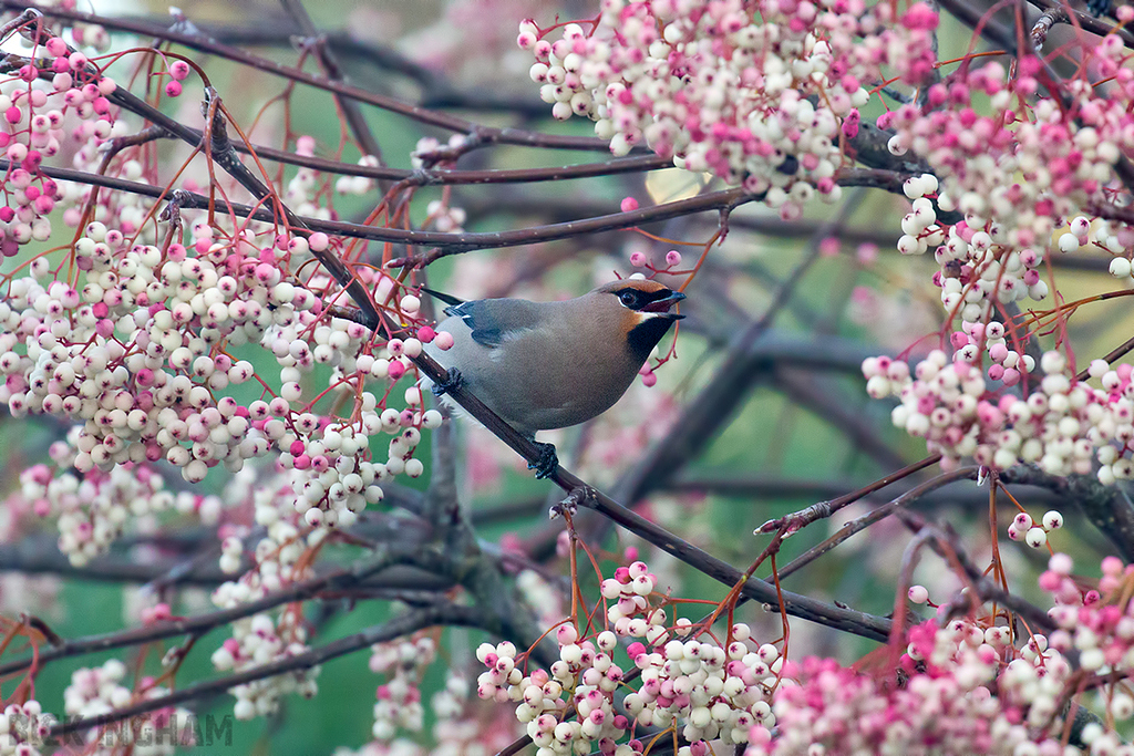 Bohemian Waxwing | Male