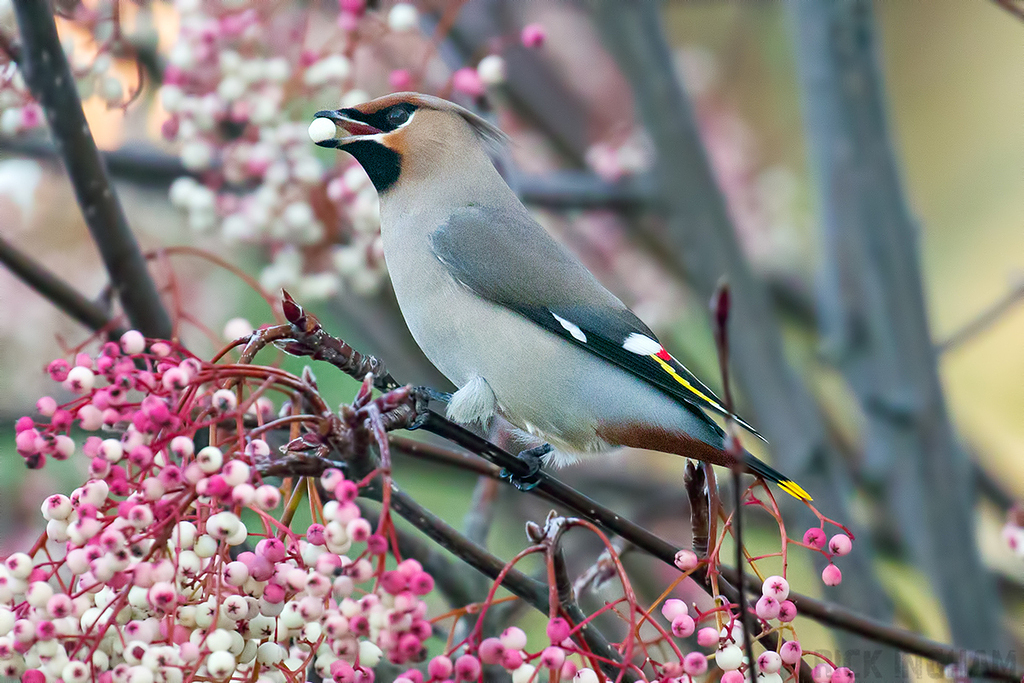 Bohemian Waxwing | Male