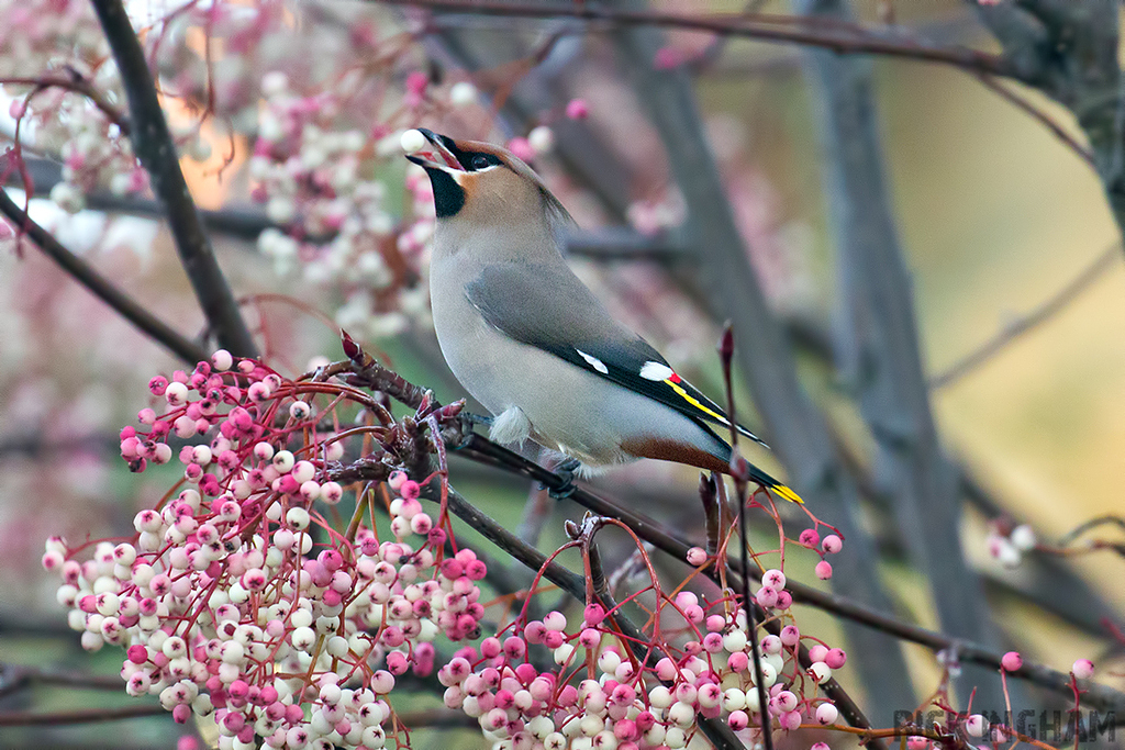 Bohemian Waxwing | Male