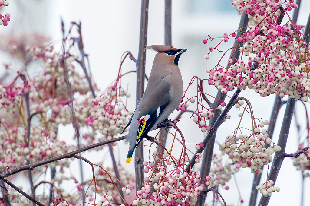 Bohemian Waxwing | Male