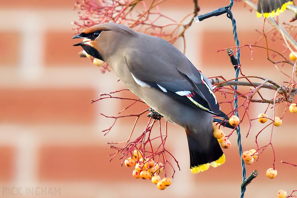 Bohemian Waxwing | Male