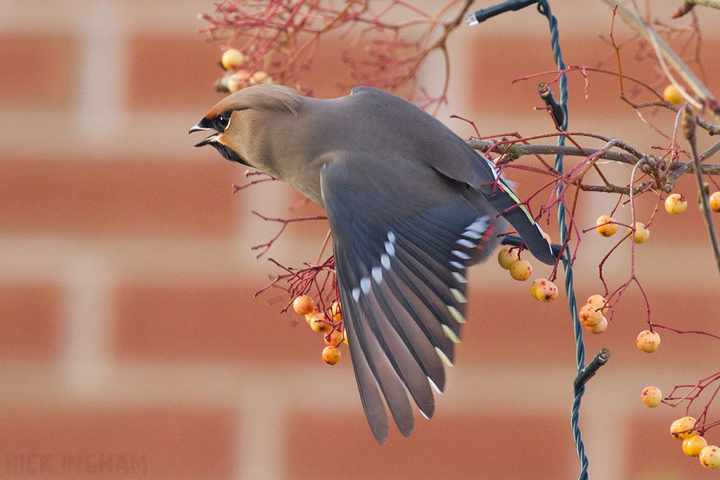 Bohemian Waxwing | Male