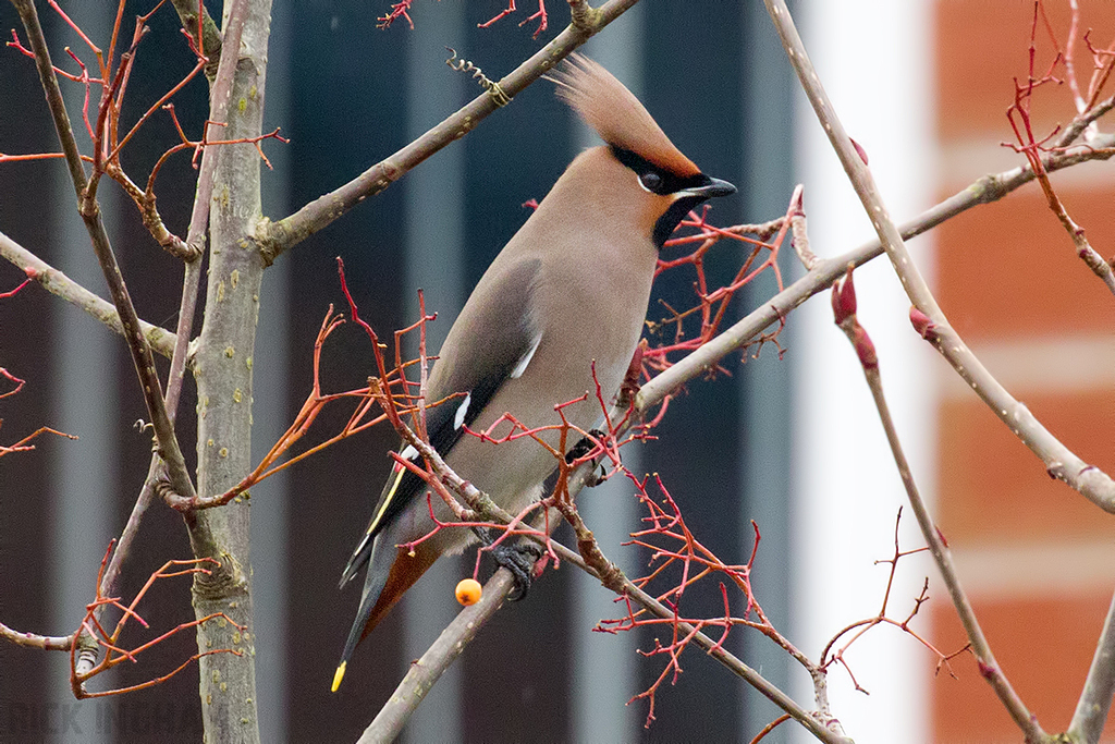 Bohemian Waxwing