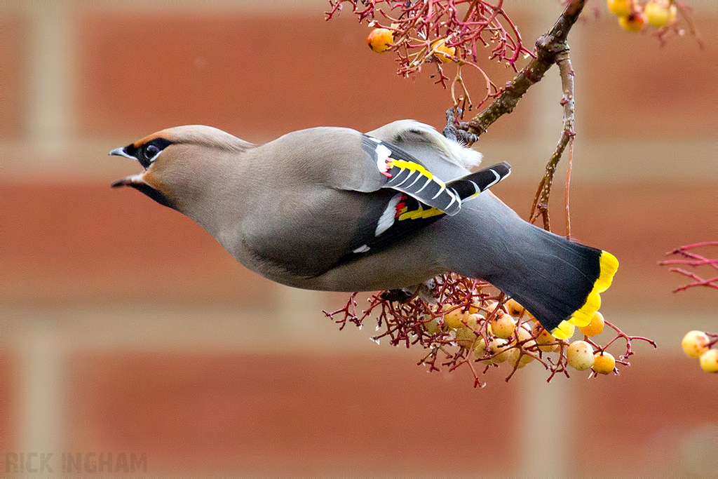 Bohemian Waxwing | Male