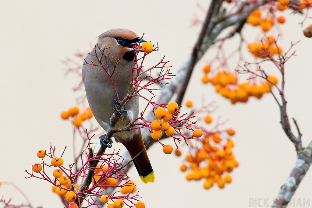 Bohemian Waxwing | Male