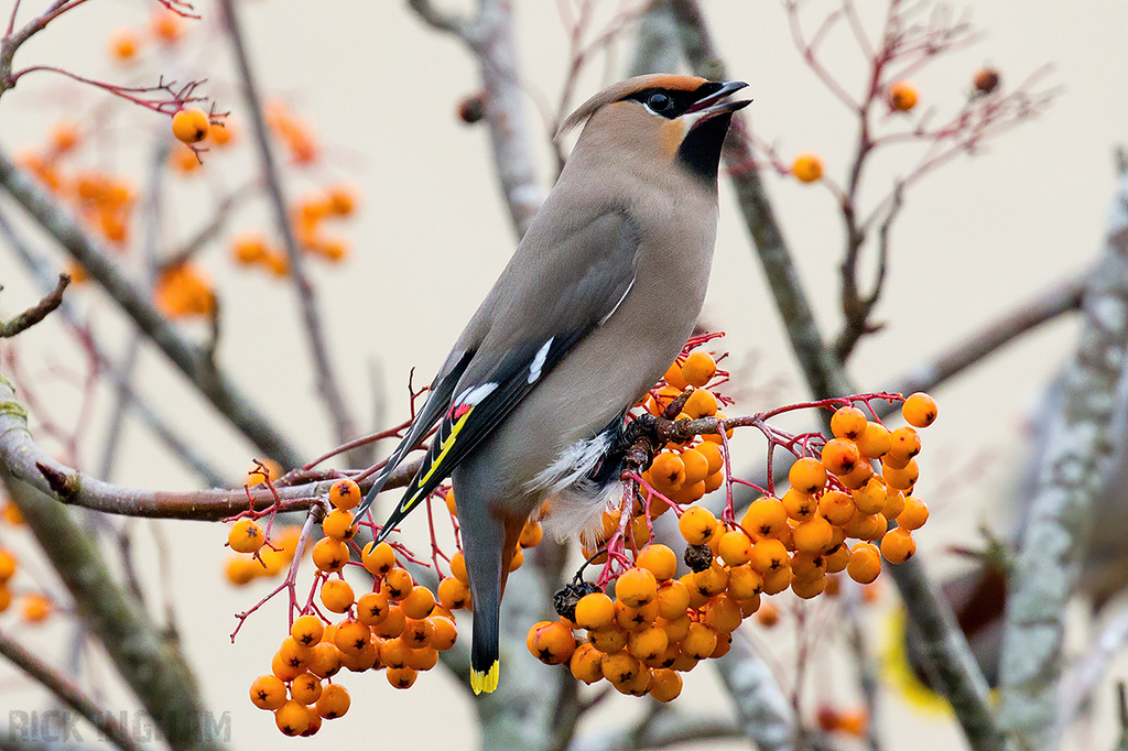 Bohemian Waxwing | Male