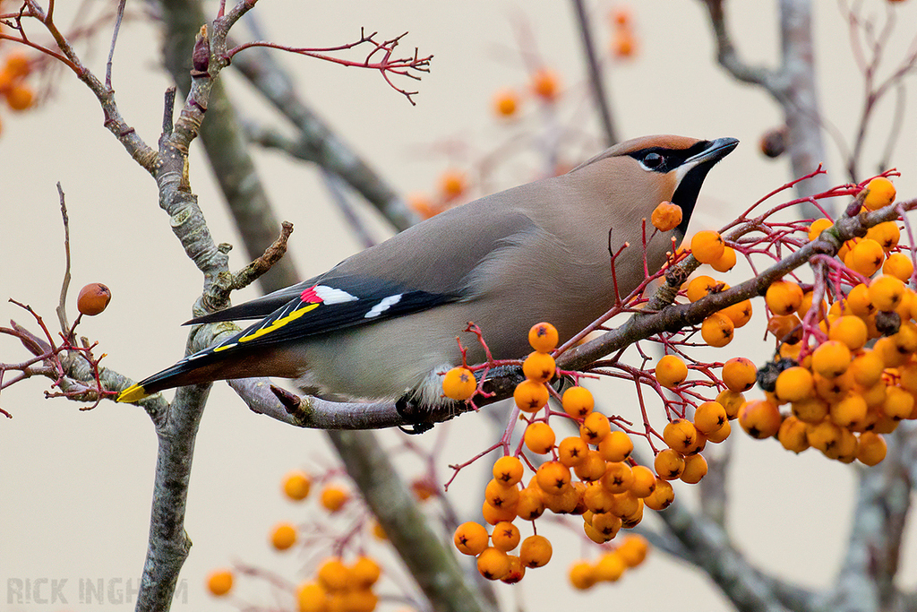 Bohemian Waxwing | Male