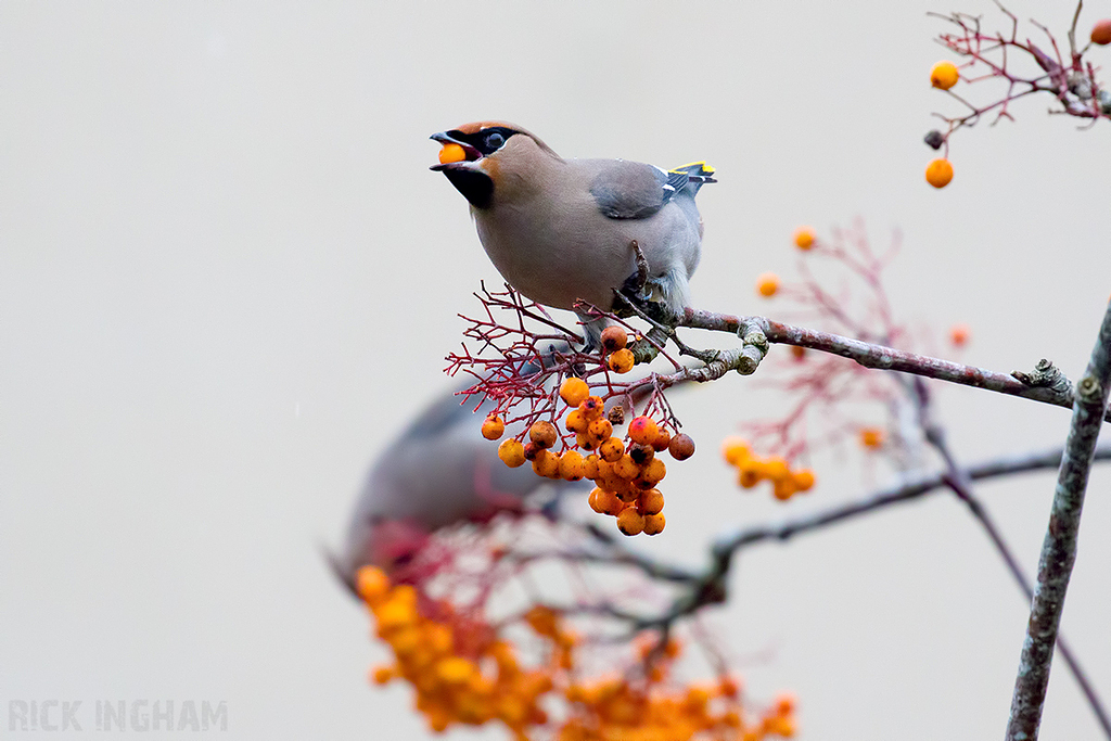 Bohemian Waxwing | Male