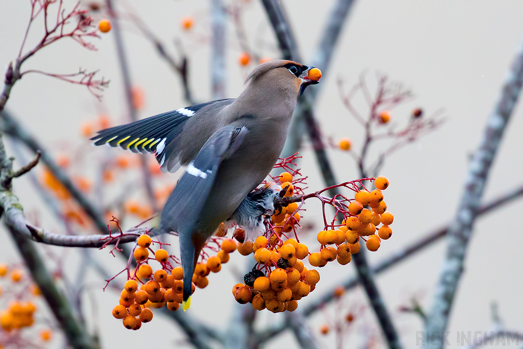Bohemian Waxwing | Male