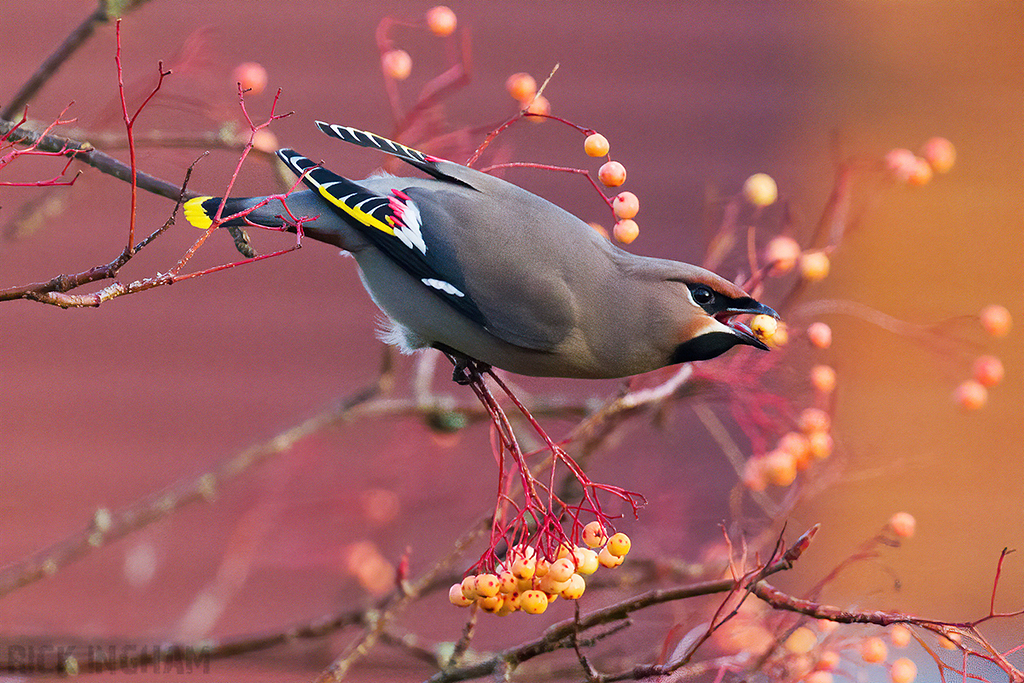 Bohemian Waxwing | Male