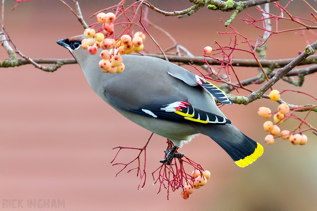 Bohemian Waxwing | Male