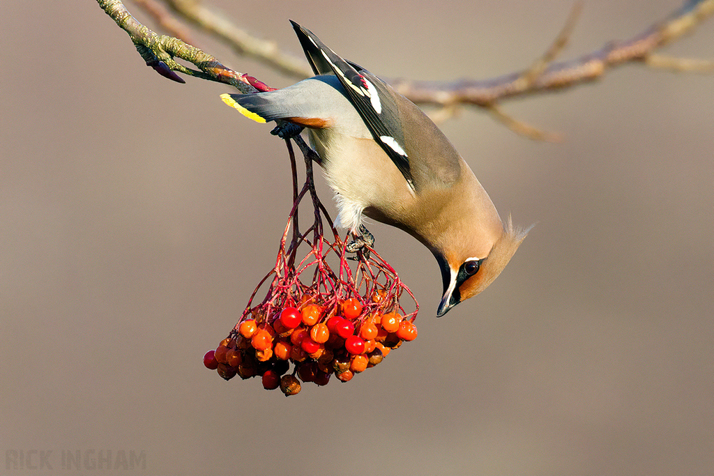 Bohemian Waxwing | Female