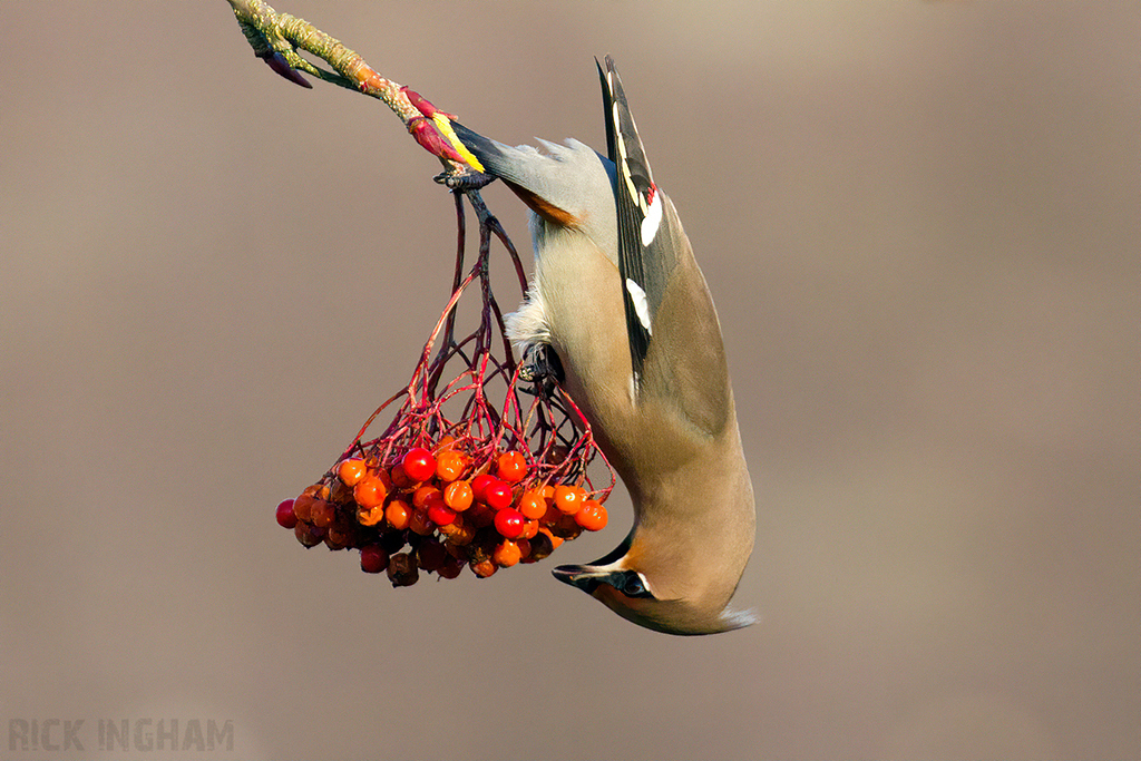 Bohemian Waxwing | Female