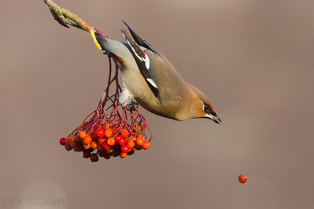 Bohemian Waxwing | Female