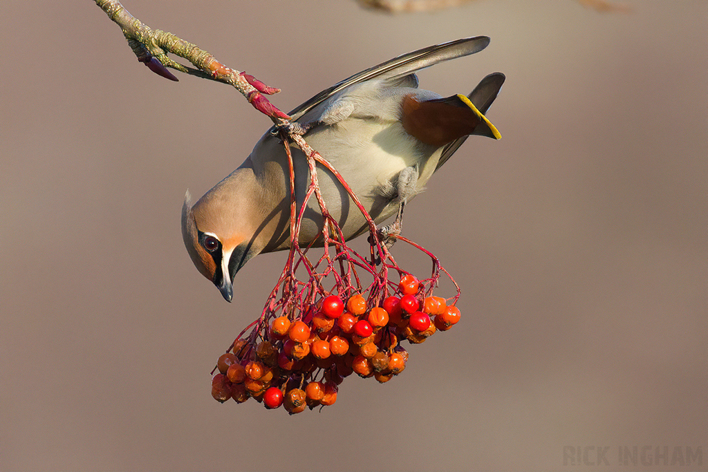 Bohemian Waxwing | Female
