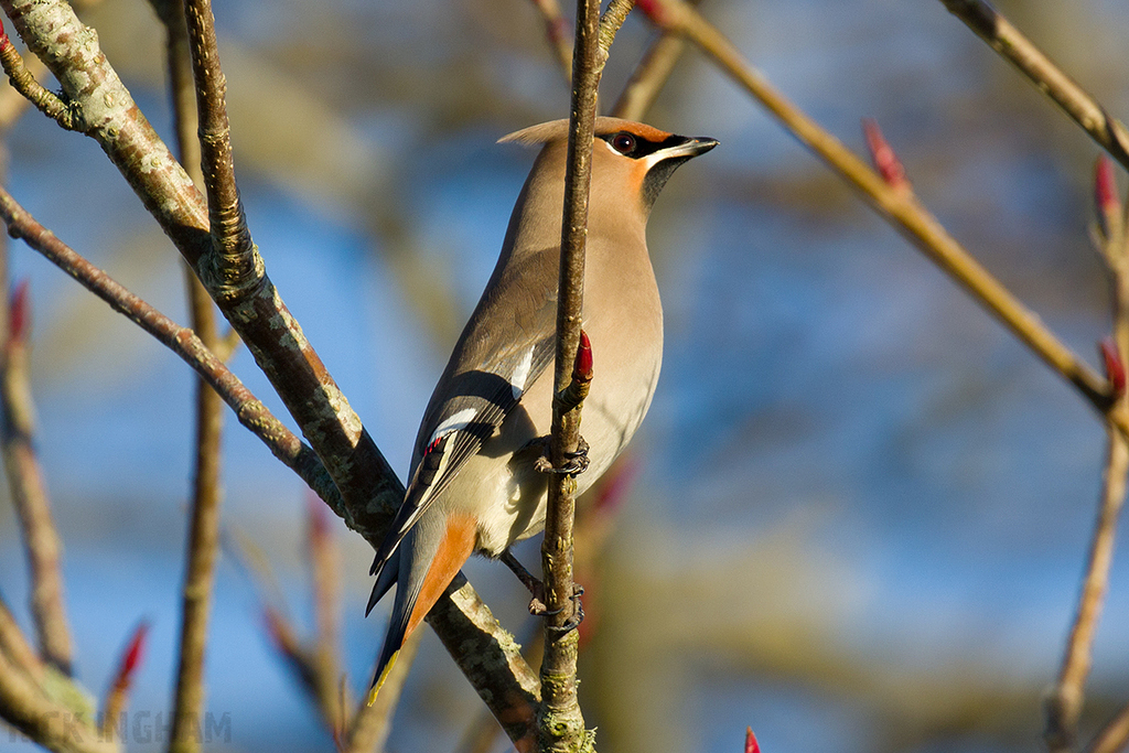 Bohemian Waxwing | Male