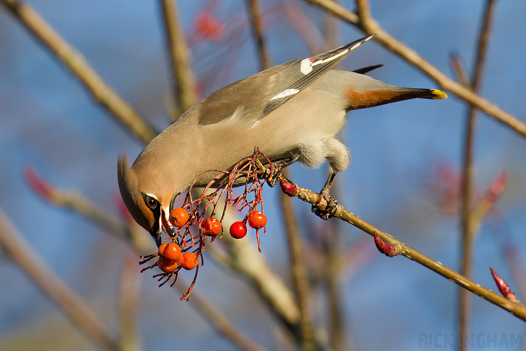 Bohemian Waxwing | Male