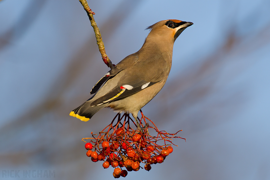 Bohemian Waxwing | Male
