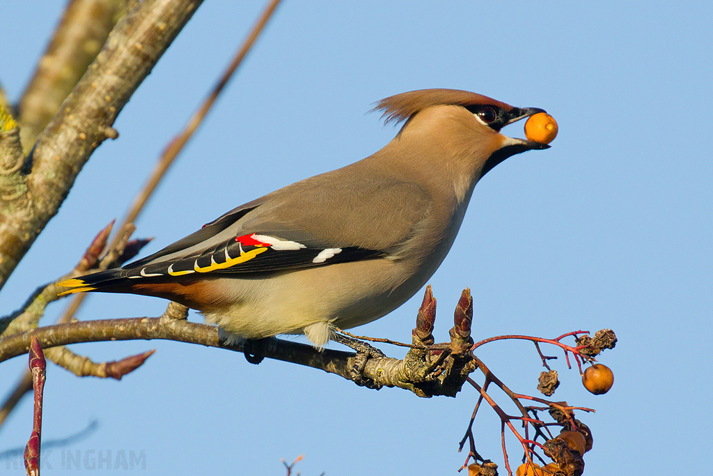 Bohemian Waxwing | Male