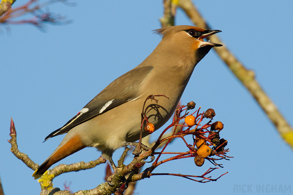 Bohemian Waxwing | Male